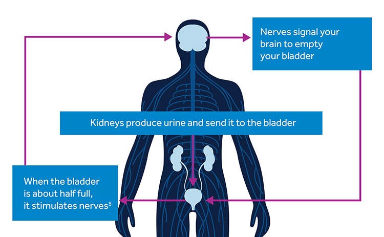 Graphic depicting the process of when the kidneys produce urine, they send it to the bladder, and once the bladder is half full, it stimulates the nerves which then signal to the brain the empty the bladder. 