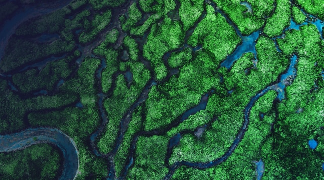 A photo of a river, taken from above, so that its affluents are visable.