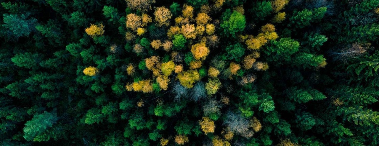 An aerial photo of dense forest with tall trees and pines