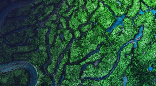 A photo of a river, taken from above, so that its affluents are visable.