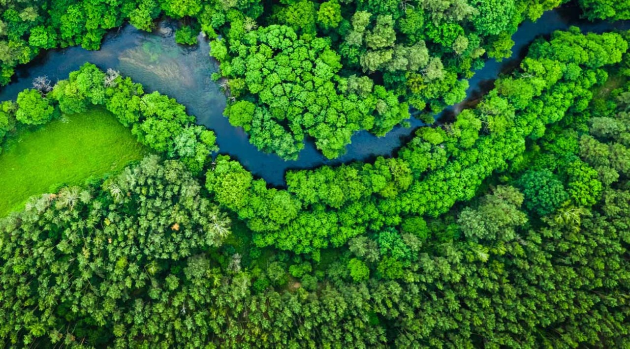 Bright green forest canopy overhead with winding river